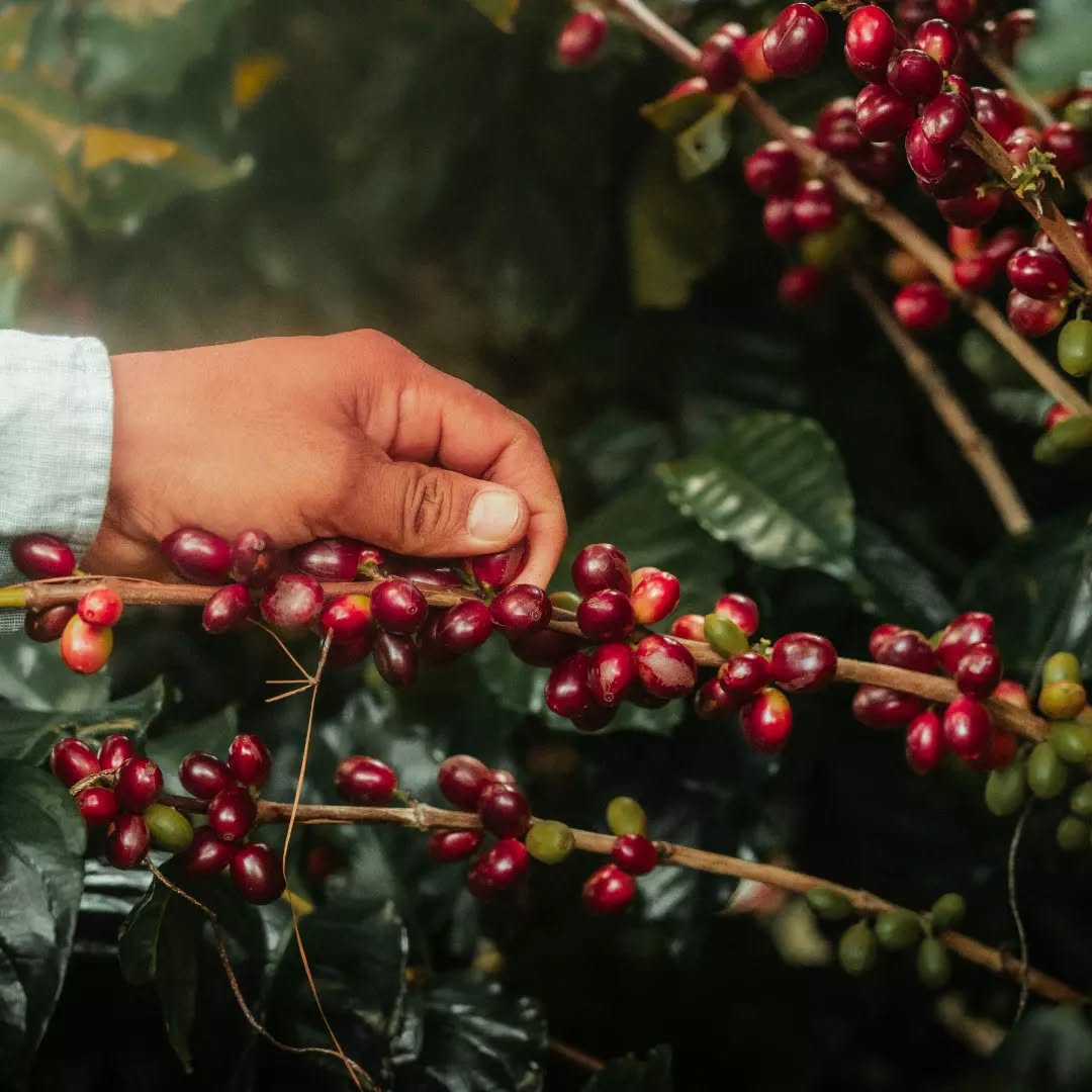 Finca Cascaritas