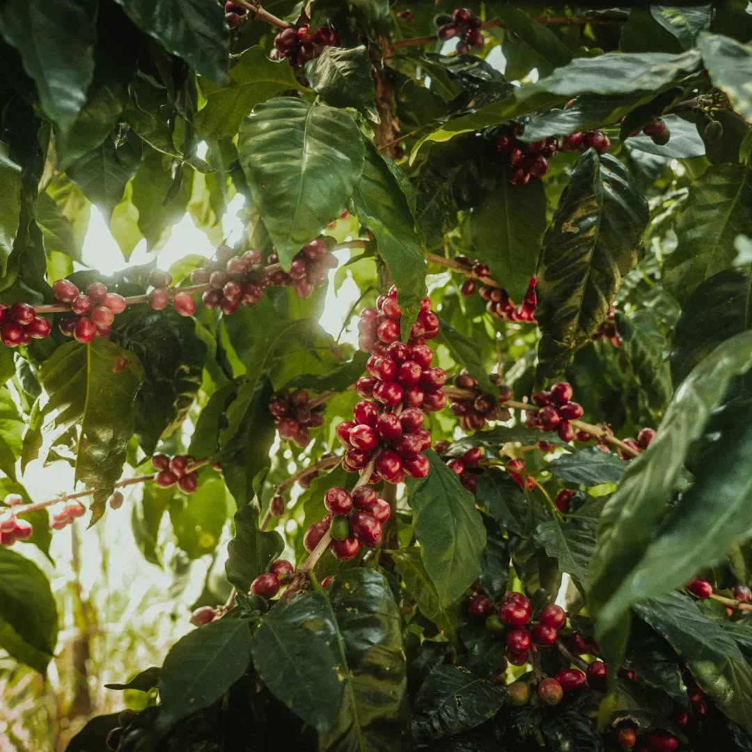 Finca Cascaritas