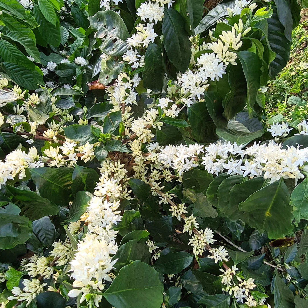 Manarcadu AA