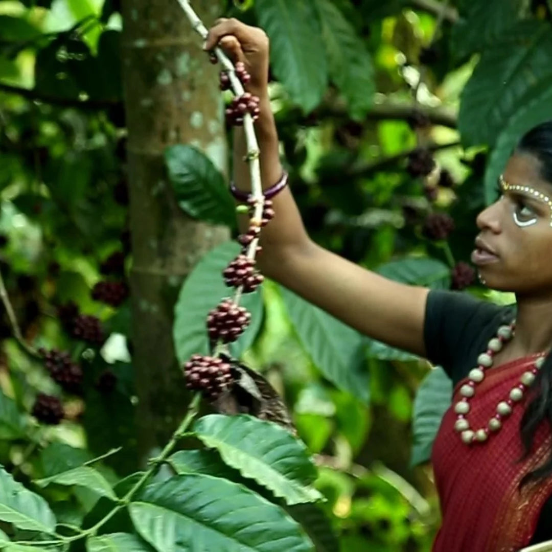 Manarcadu AA