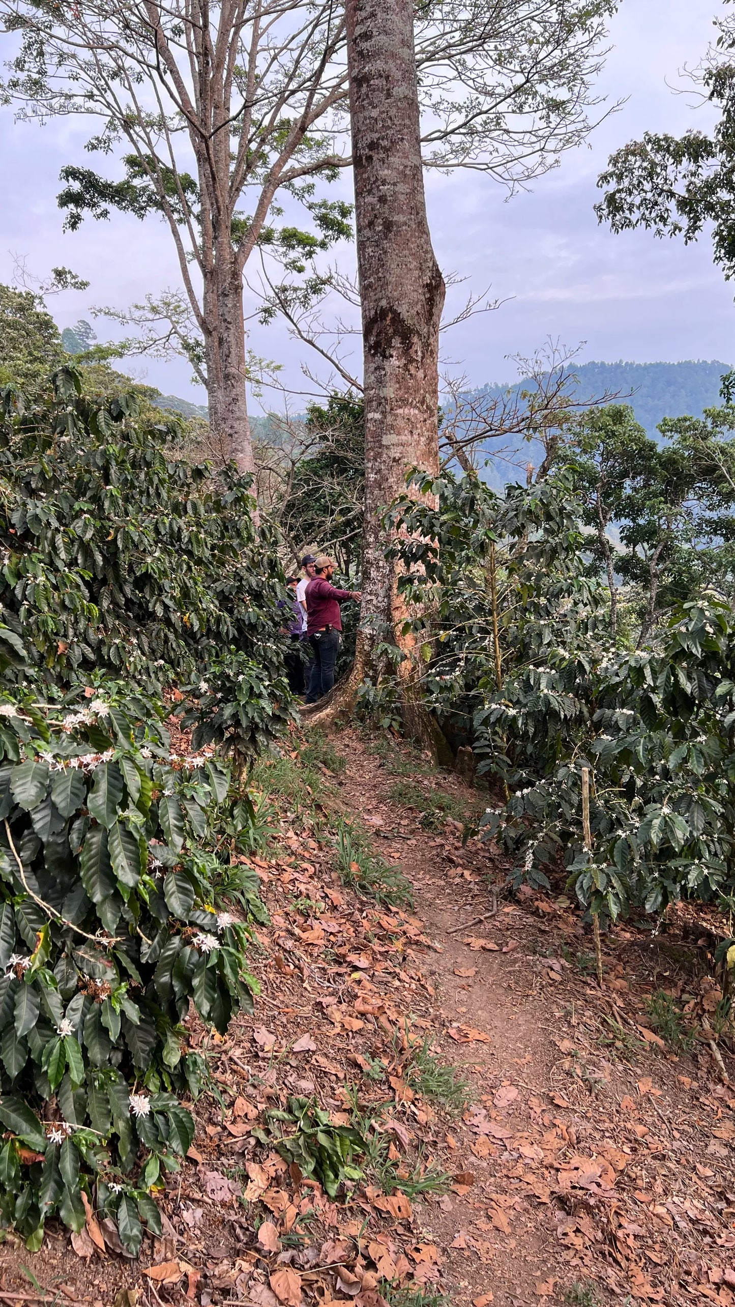 Finca Buenos Aires