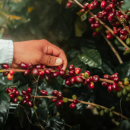 Finca Cascaritas